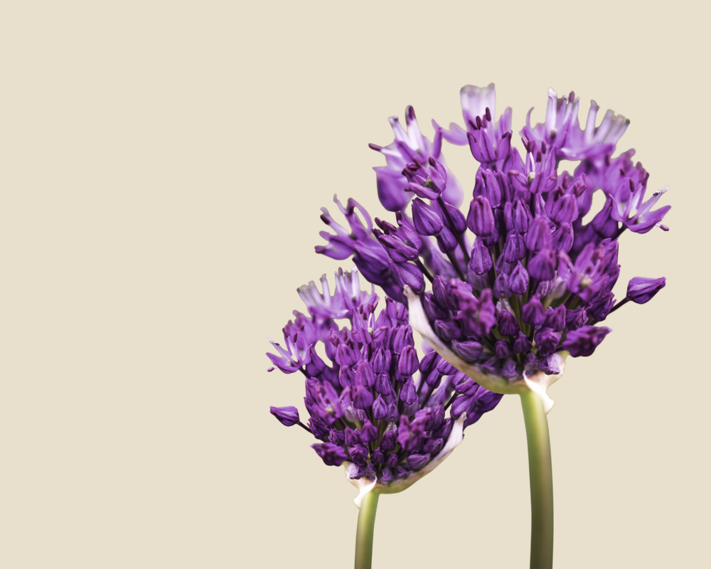 <p>THE SYNERGY NATURE INTENDED</p><h2>Understanding Isolated vs. Whole-Plant Actives</h2><h6></h6><p>Take retinol: it strips the barrier while it renews. Bakuchiol delivers comparable results without irritation—because whole plants include the soothing compounds that isolated actives remove.</p>